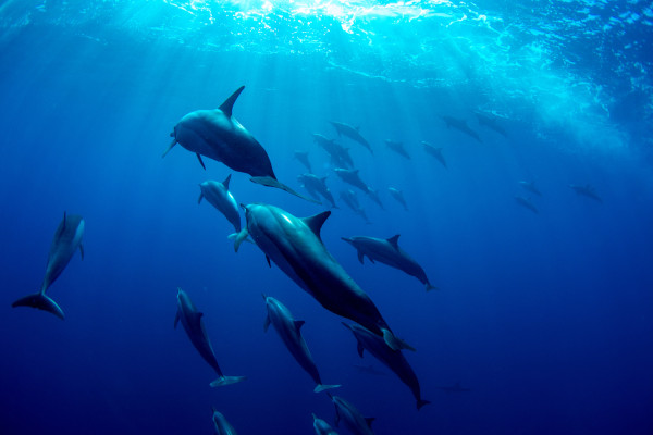 Foto de golfinhos nadando no oceano Índico.