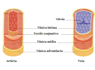 Observe a espessura da túnica média da artéria e da veia