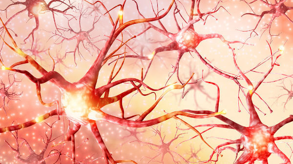 Neurônios, parte do sistema nervoso.