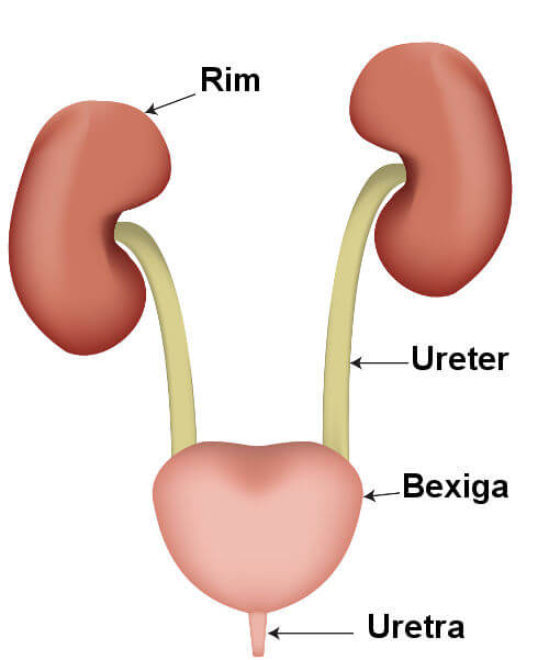 Ilustração dos órgãos que compõe o sistema urinário.